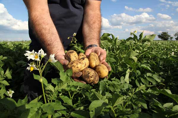 Potato harvest
