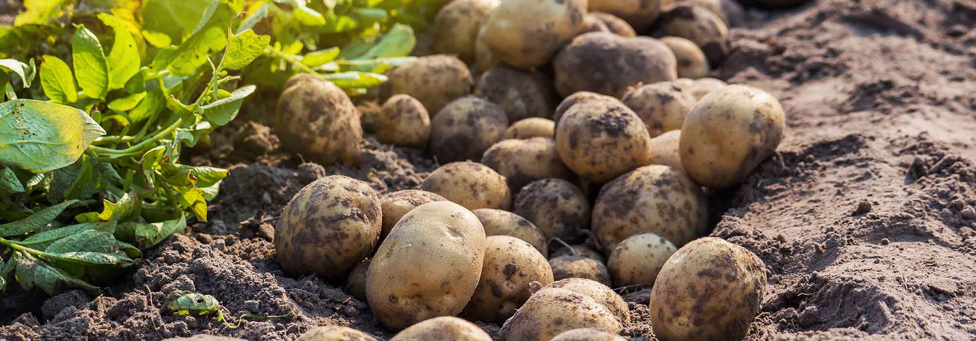 Potato harvest