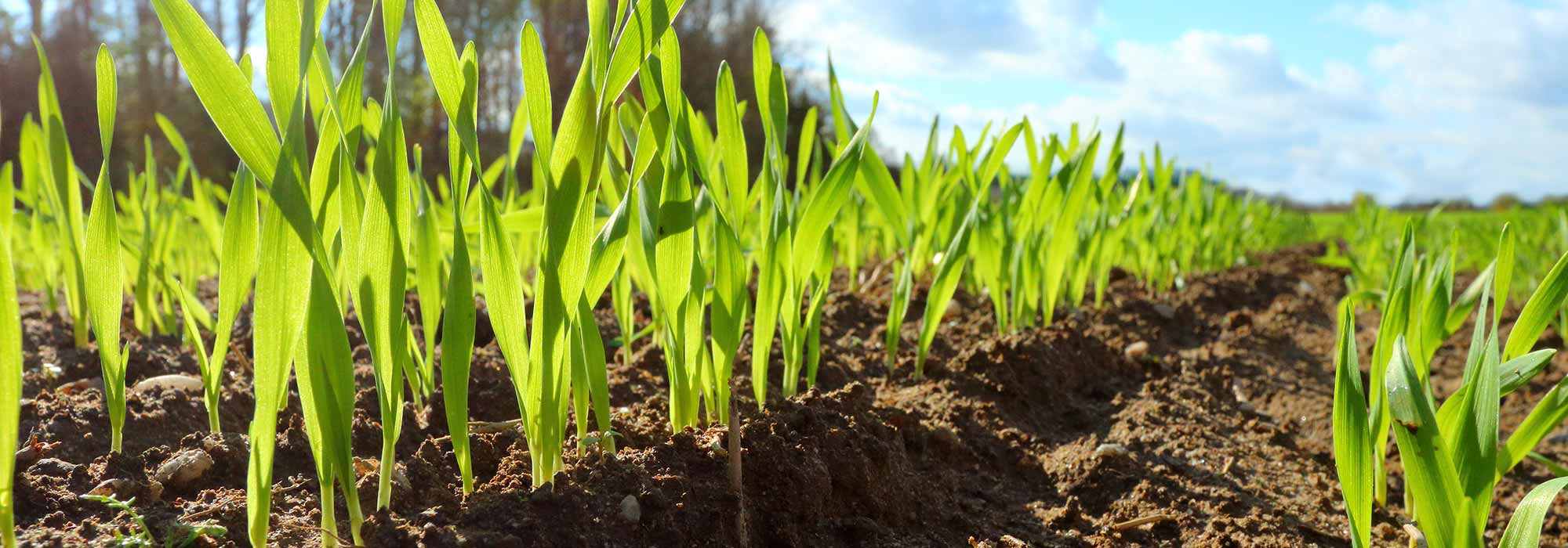 Crops growing in field